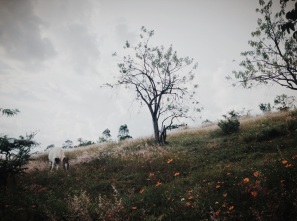 fairy tale grazing horse. Oaxaca